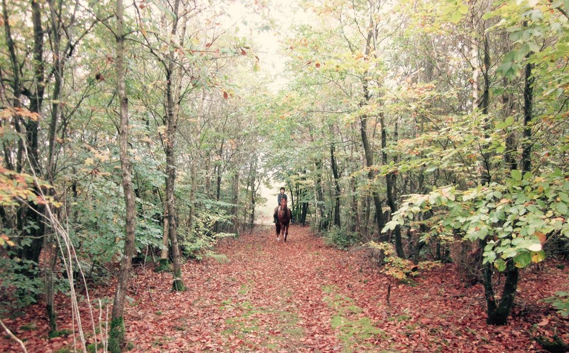 Palomino DAKOTA (halvpart) - på skovtur.. billede 7
