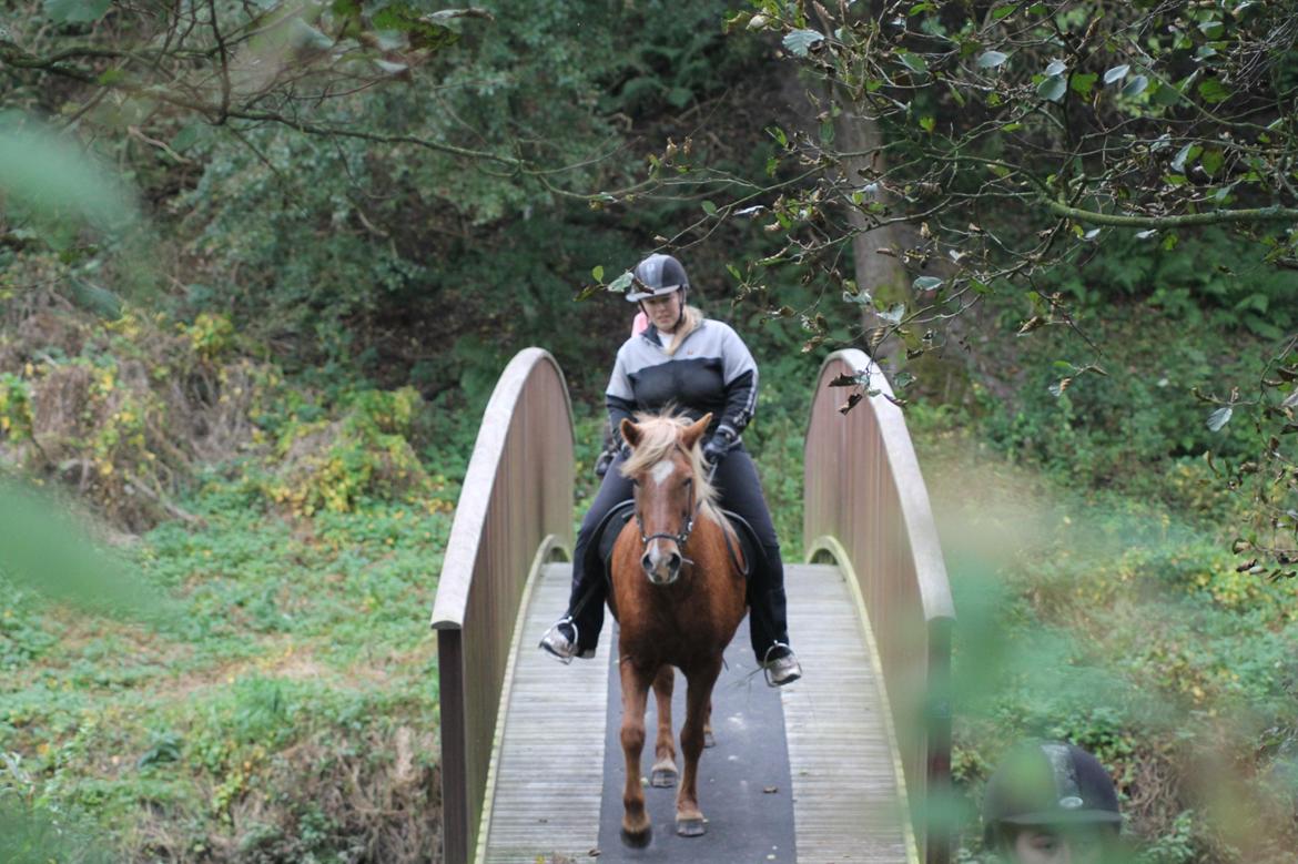 Islænder Sóley fra Espenhøj billede 4