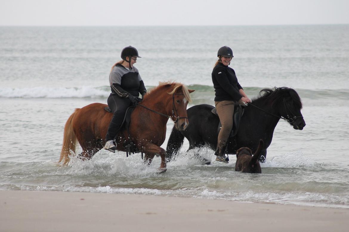 Islænder Sóley fra Espenhøj billede 6