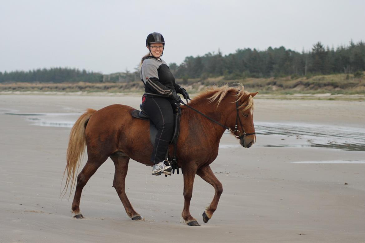Islænder Sóley fra Espenhøj billede 8