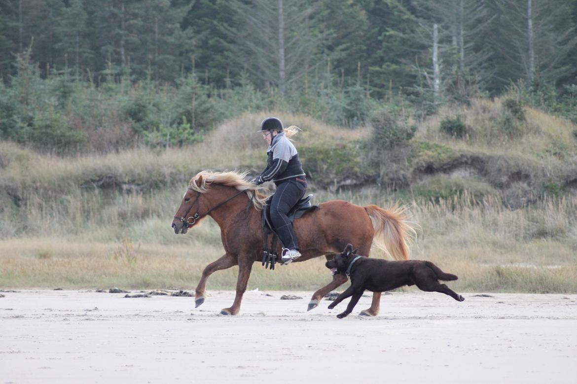 Islænder Sóley fra Espenhøj billede 5