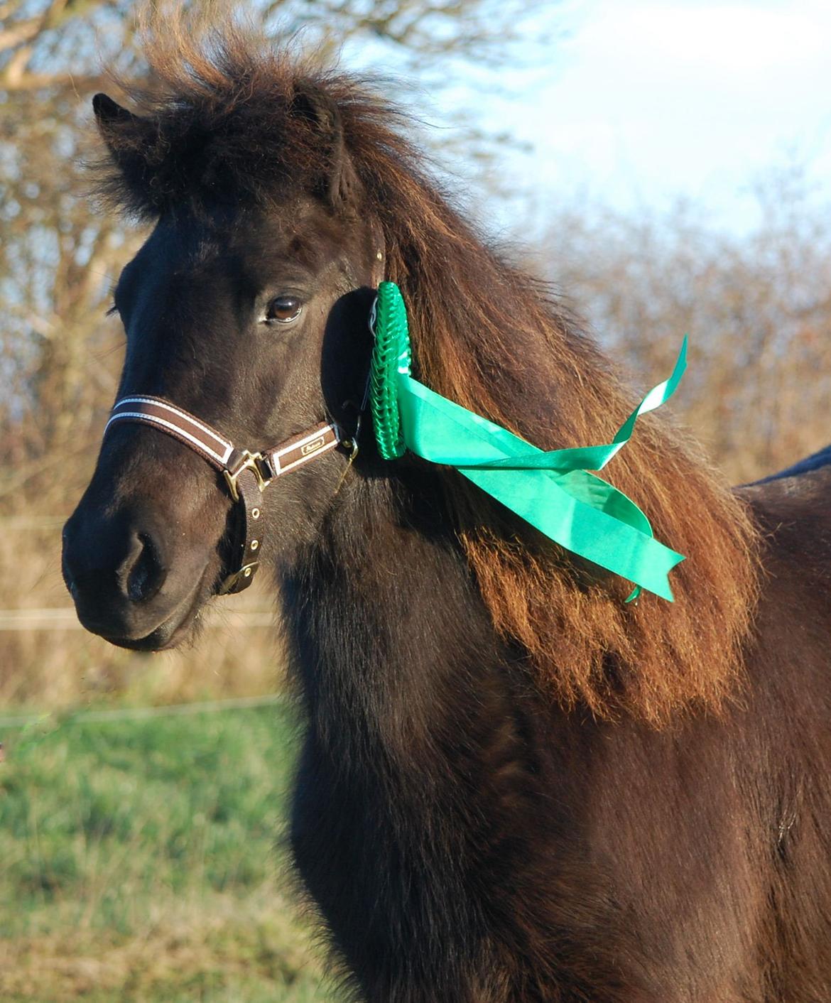 Islænder Harpa fra Klim Bjerg - Harpa med hendes rosette fra elitefølshow billede 12