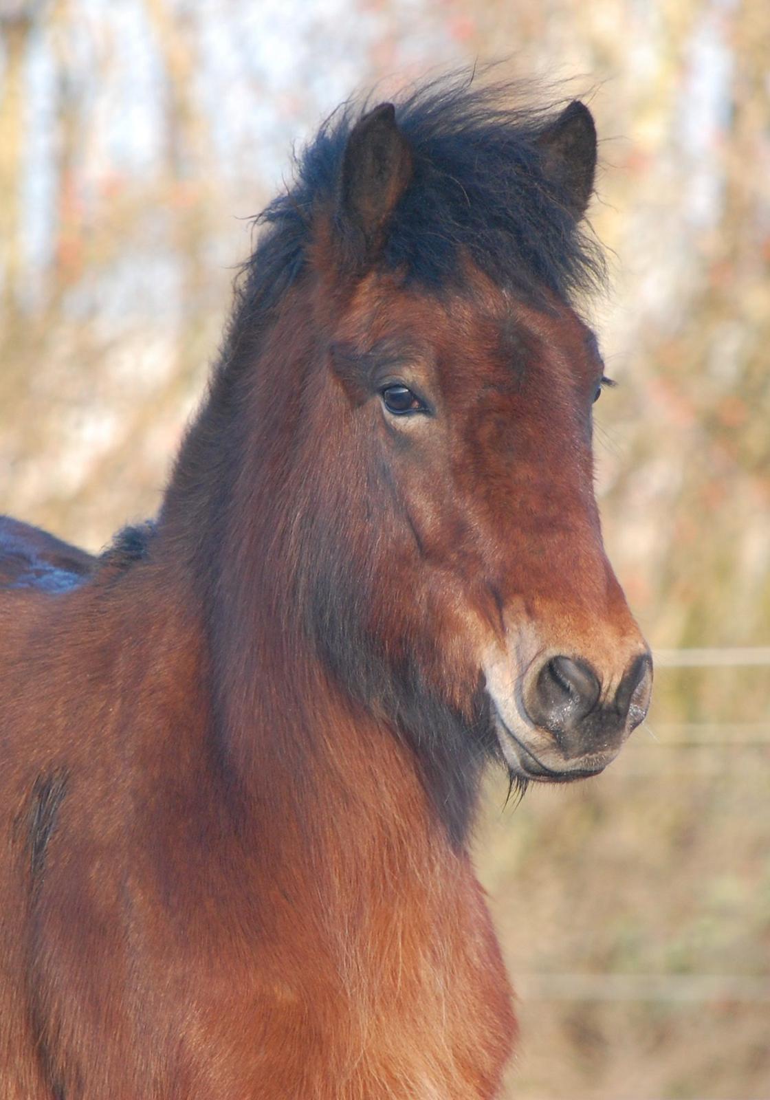 Islænder Faxnir fra Østervang billede 1