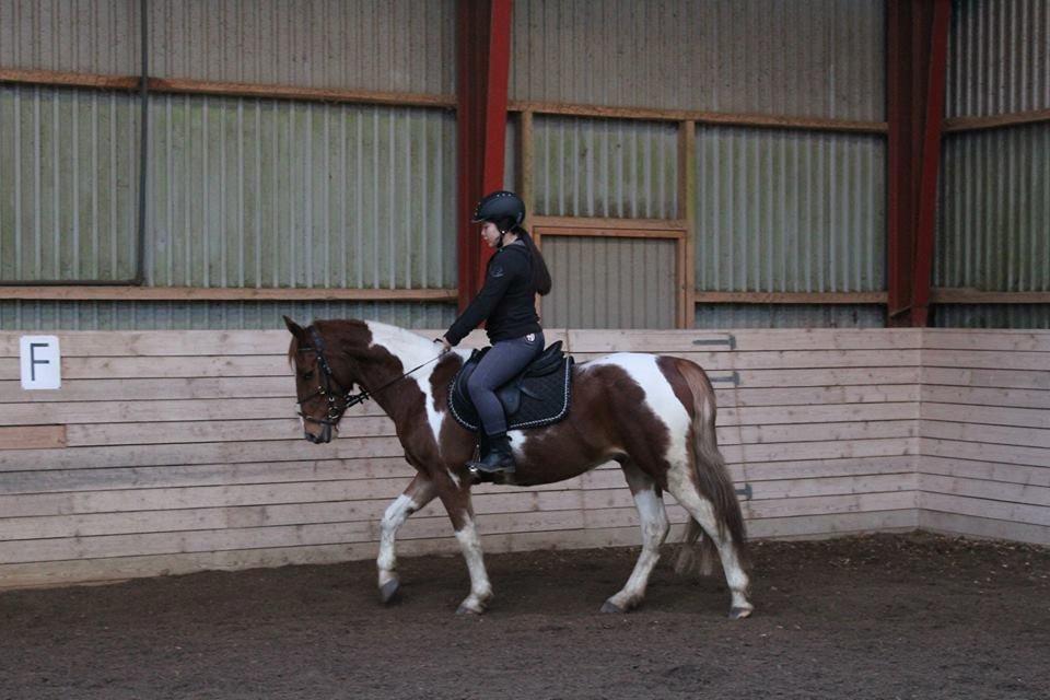 Anden særlig race Spike billede 10