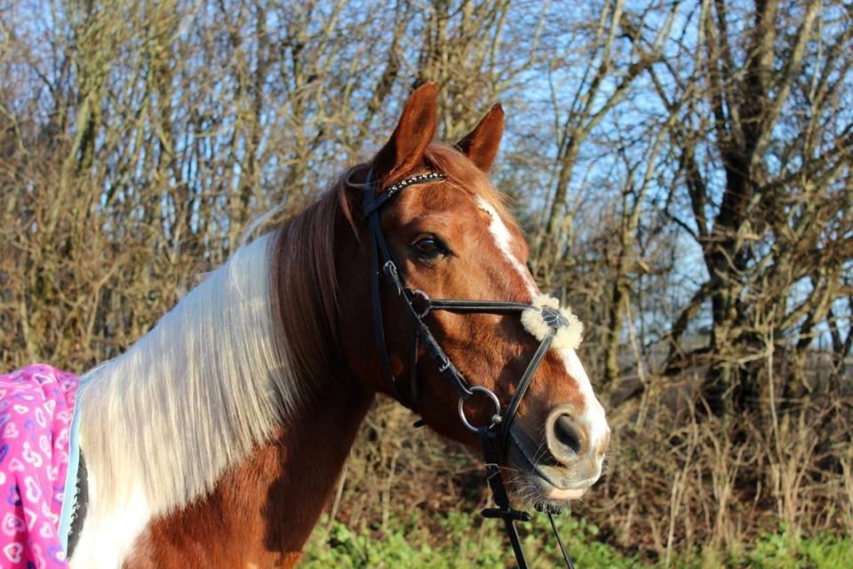 Anden særlig race Spike billede 1