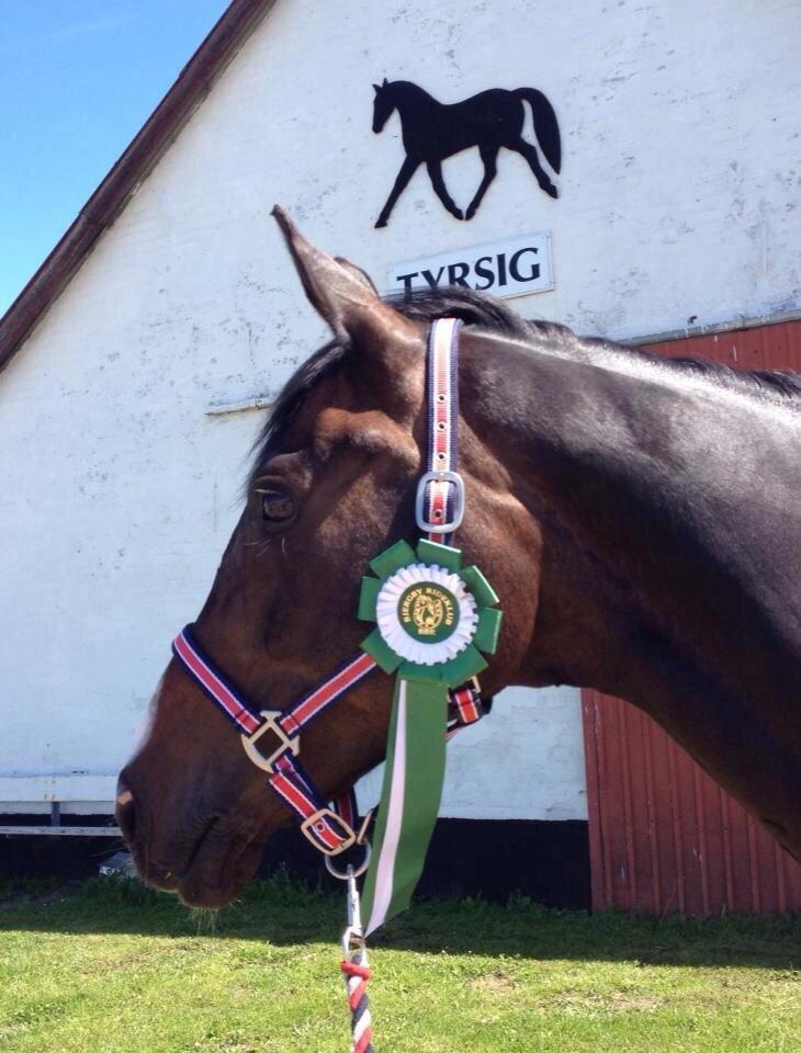 Tysk Oldenburger Royal Schamou billede 1