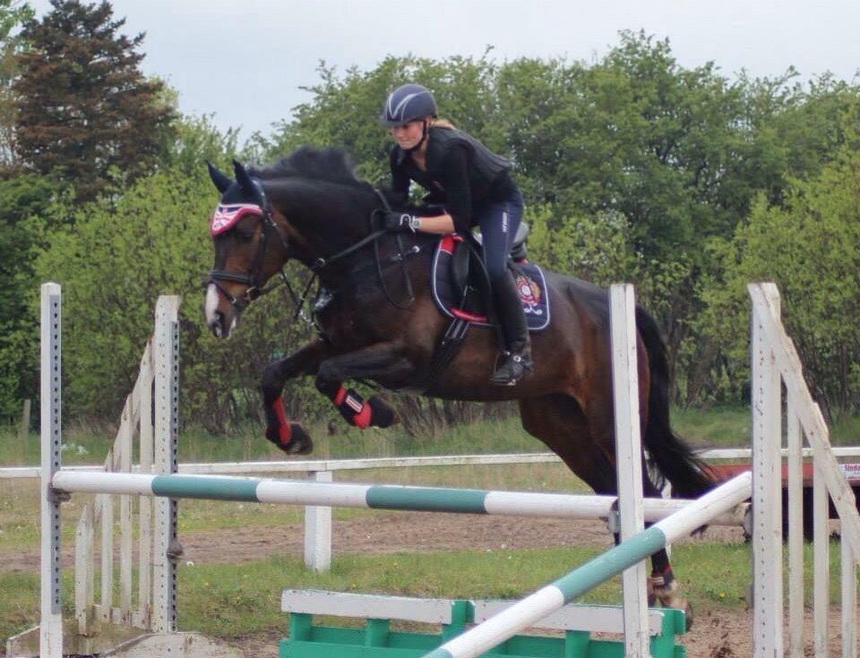 Tysk Oldenburger Royal Schamou billede 2