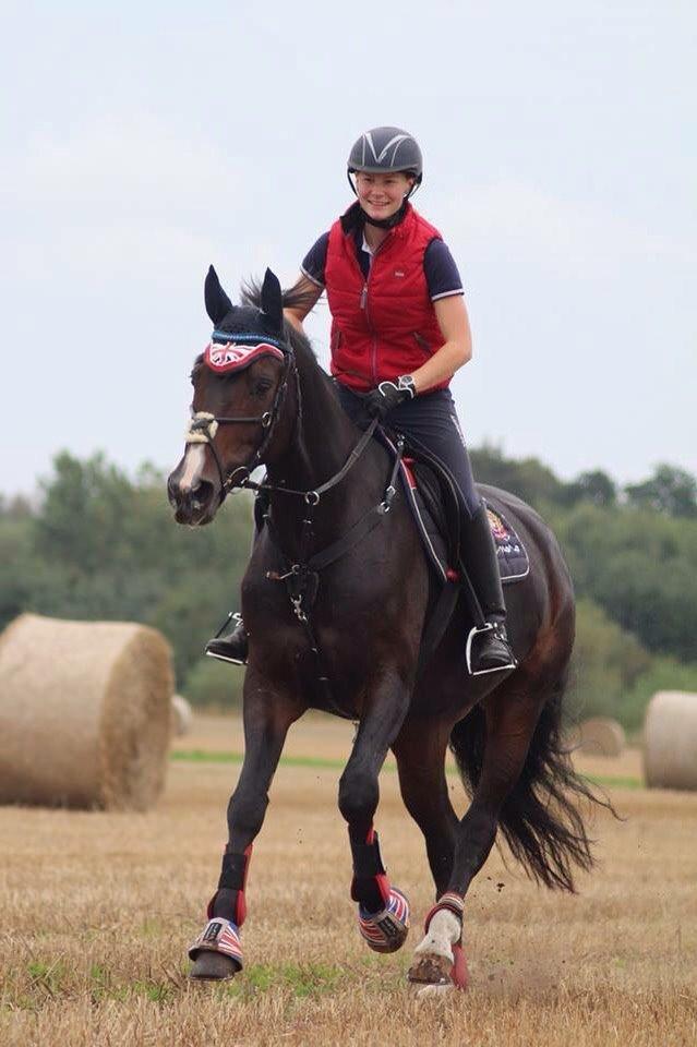 Tysk Oldenburger Royal Schamou billede 3