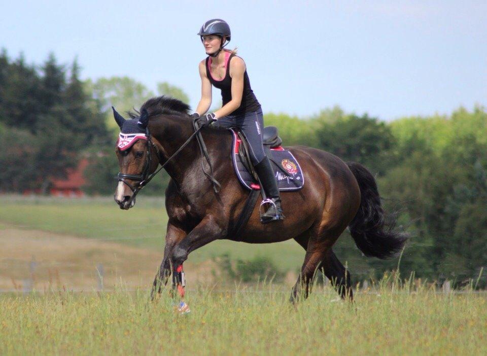 Tysk Oldenburger Royal Schamou billede 4