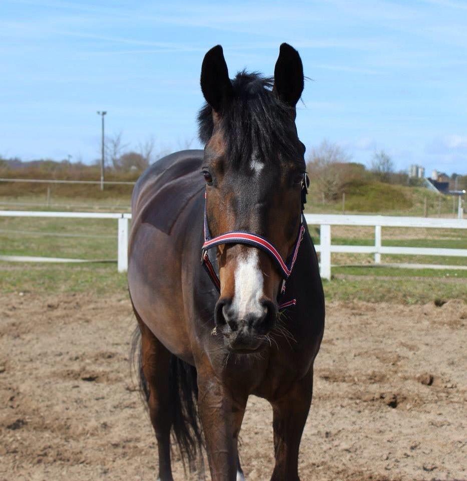 Tysk Oldenburger Royal Schamou billede 5