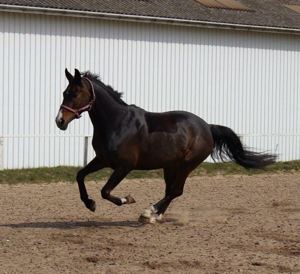 Tysk Oldenburger Royal Schamou billede 7