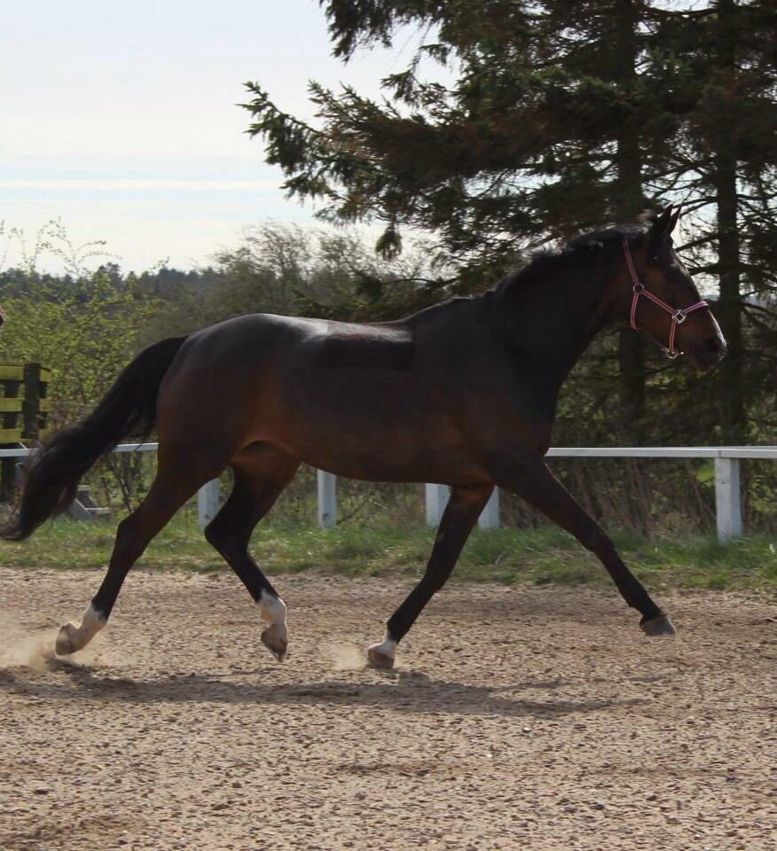Tysk Oldenburger Royal Schamou billede 6