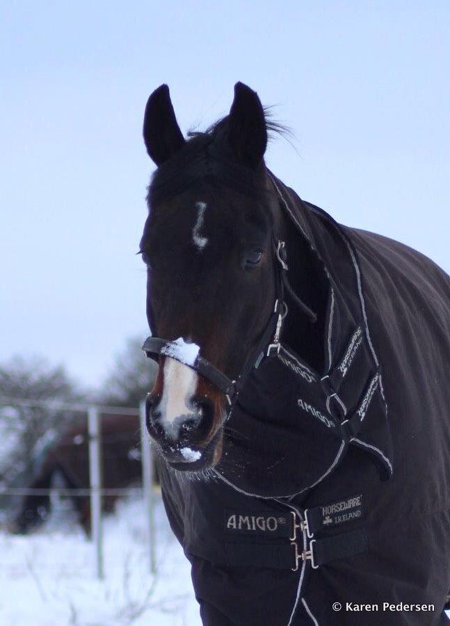 Tysk Oldenburger Royal Schamou billede 9