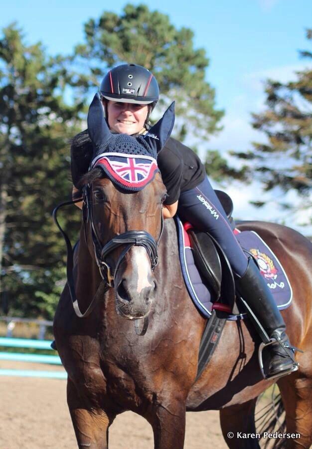 Tysk Oldenburger Royal Schamou billede 8