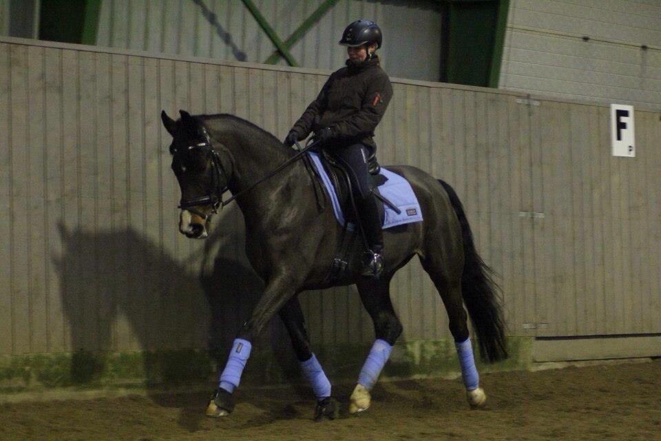 Tysk Oldenburger Royal Schamou billede 11