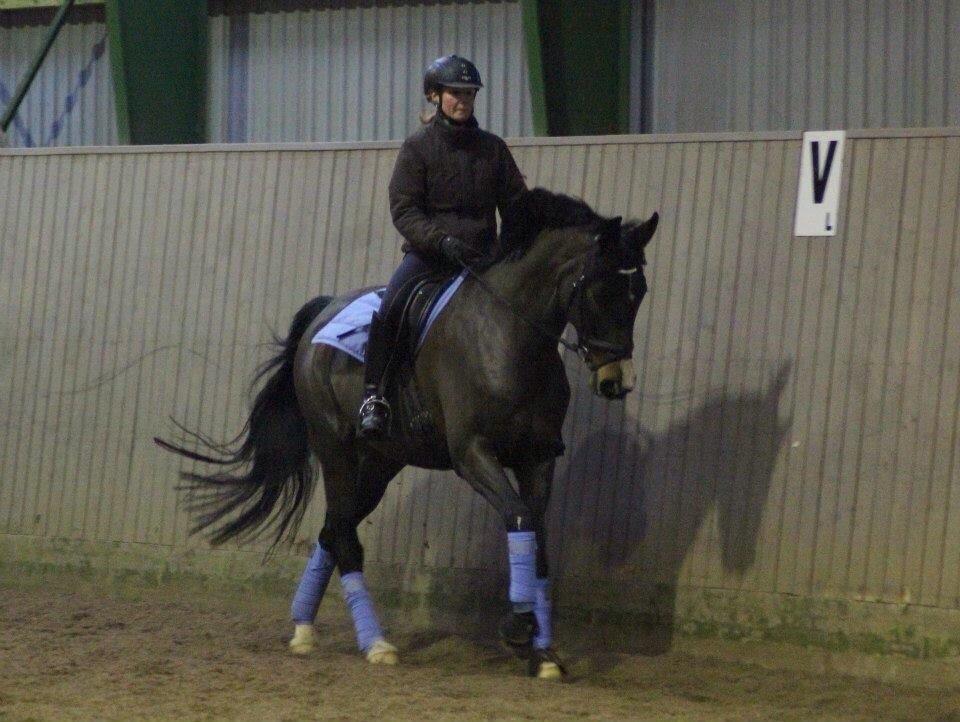 Tysk Oldenburger Royal Schamou billede 10