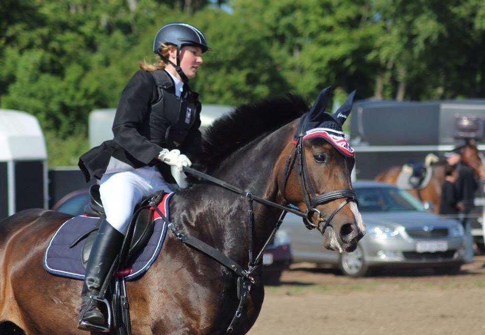 Tysk Oldenburger Royal Schamou billede 12