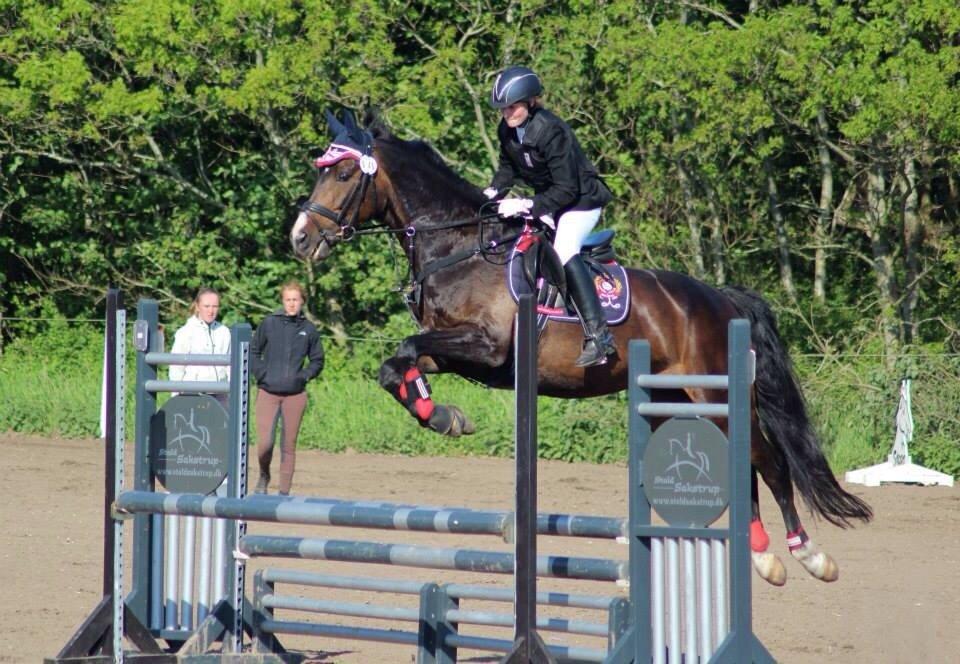 Tysk Oldenburger Royal Schamou billede 13