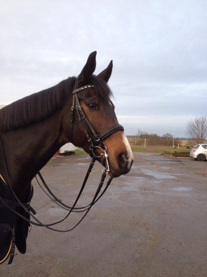 Tysk Oldenburger Royal Schamou billede 14