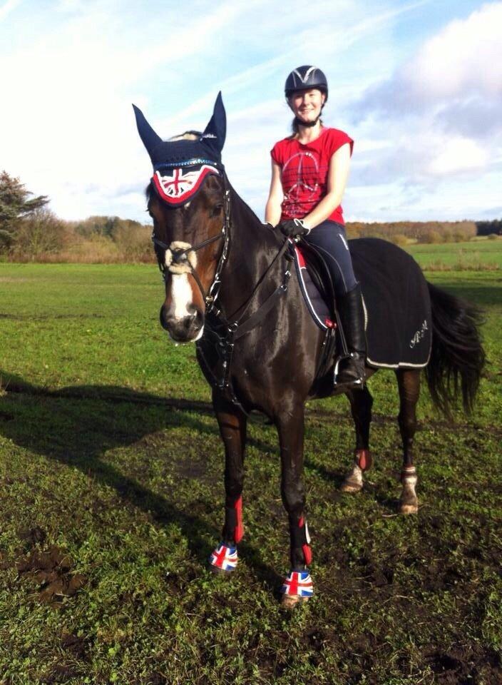 Tysk Oldenburger Royal Schamou billede 15