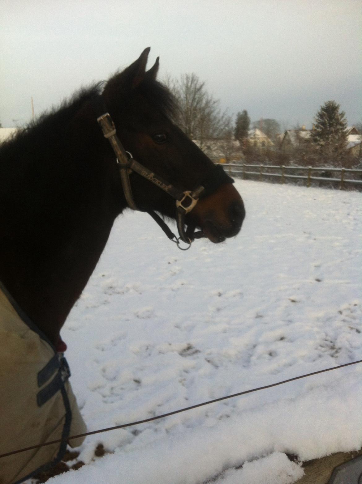 Anden særlig race Mr Saxo Vallentino<3 R.I.P. :( <3 billede 14