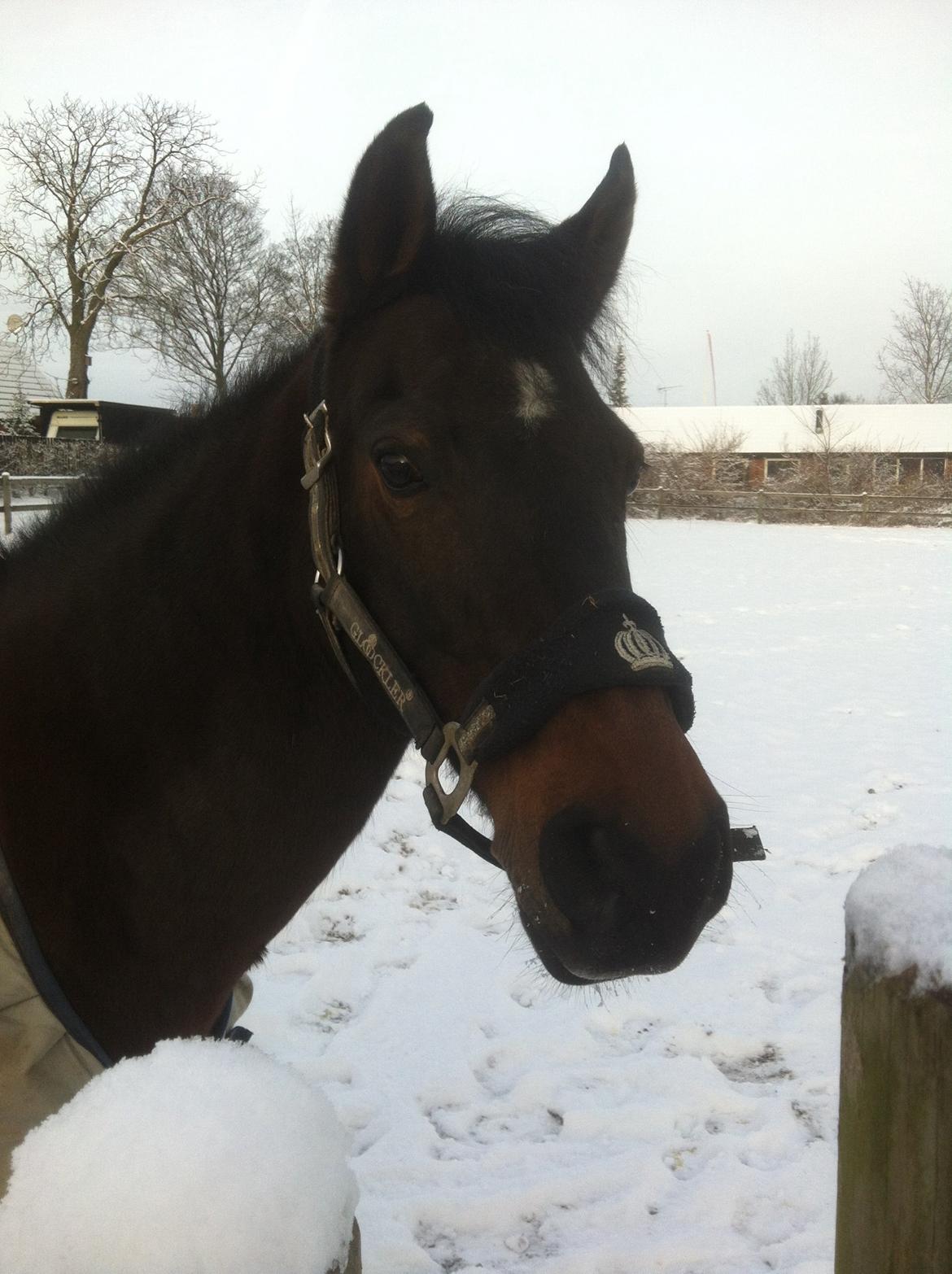 Anden særlig race Mr Saxo Vallentino<3 R.I.P. :( <3 billede 20