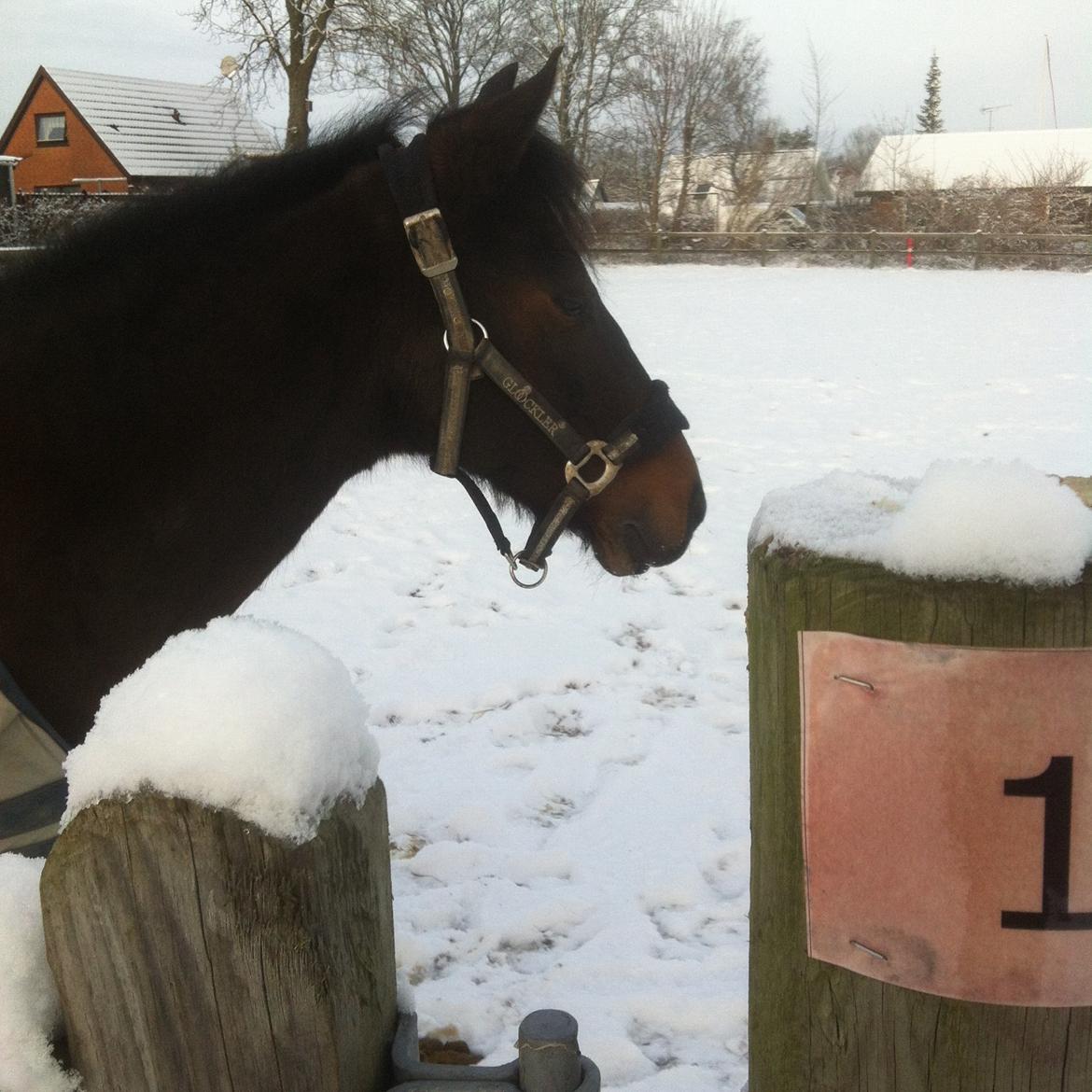 Anden særlig race Mr Saxo Vallentino<3 R.I.P. :( <3 billede 21