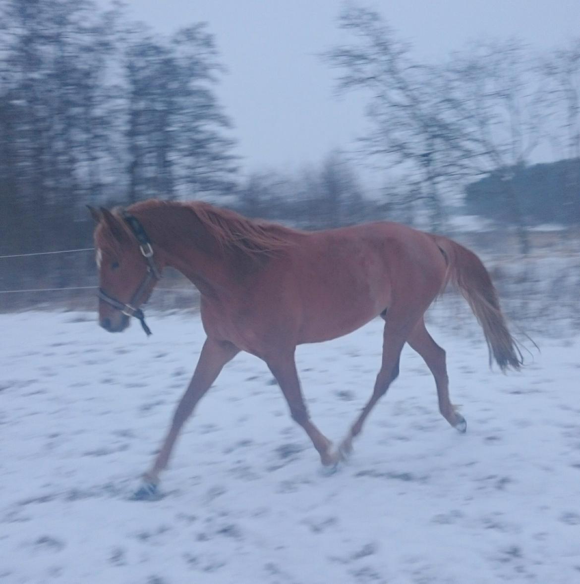 Arabisk fuldblod (OX) KI Gharib ox *Ribber* - *SOLGT* billede 36