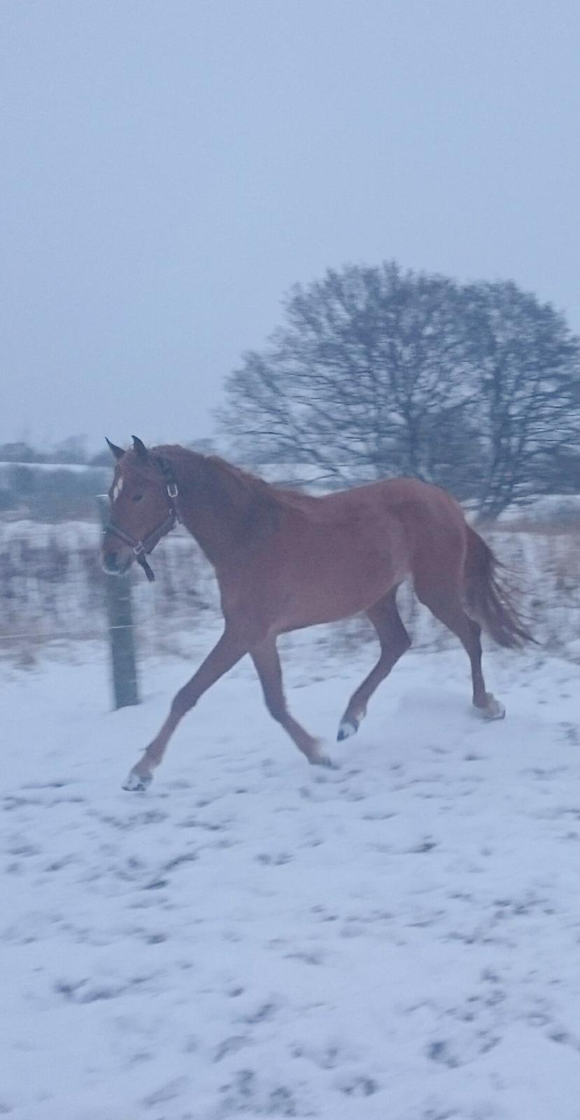 Arabisk fuldblod (OX) KI Gharib ox *Ribber* - *SOLGT* billede 37