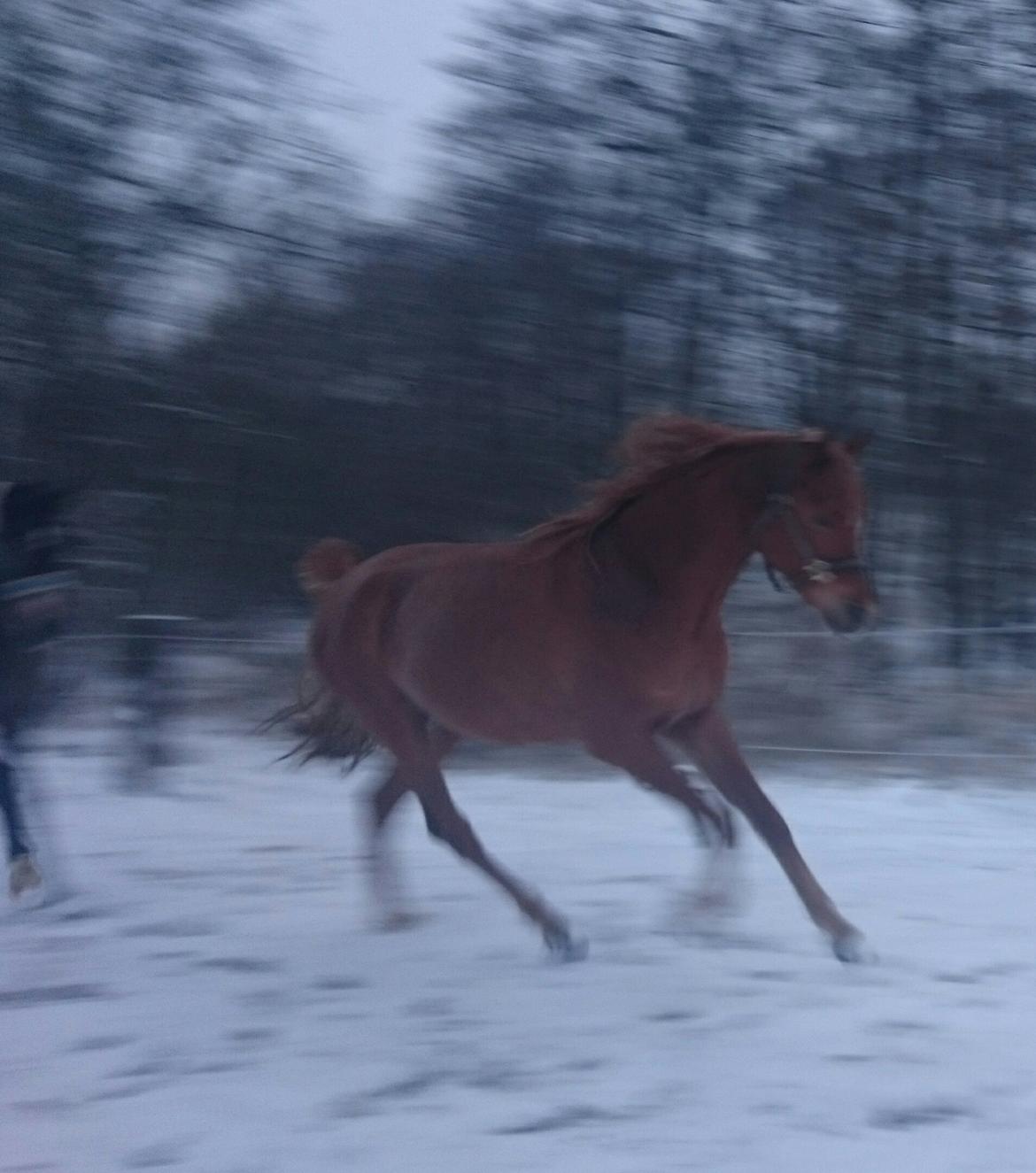 Arabisk fuldblod (OX) KI Gharib ox *Ribber* - *SOLGT* billede 38