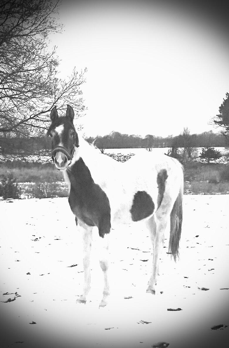 Pinto Araber JH Allonzy *Solgt* R.I.P. 18-01-2017 billede 1