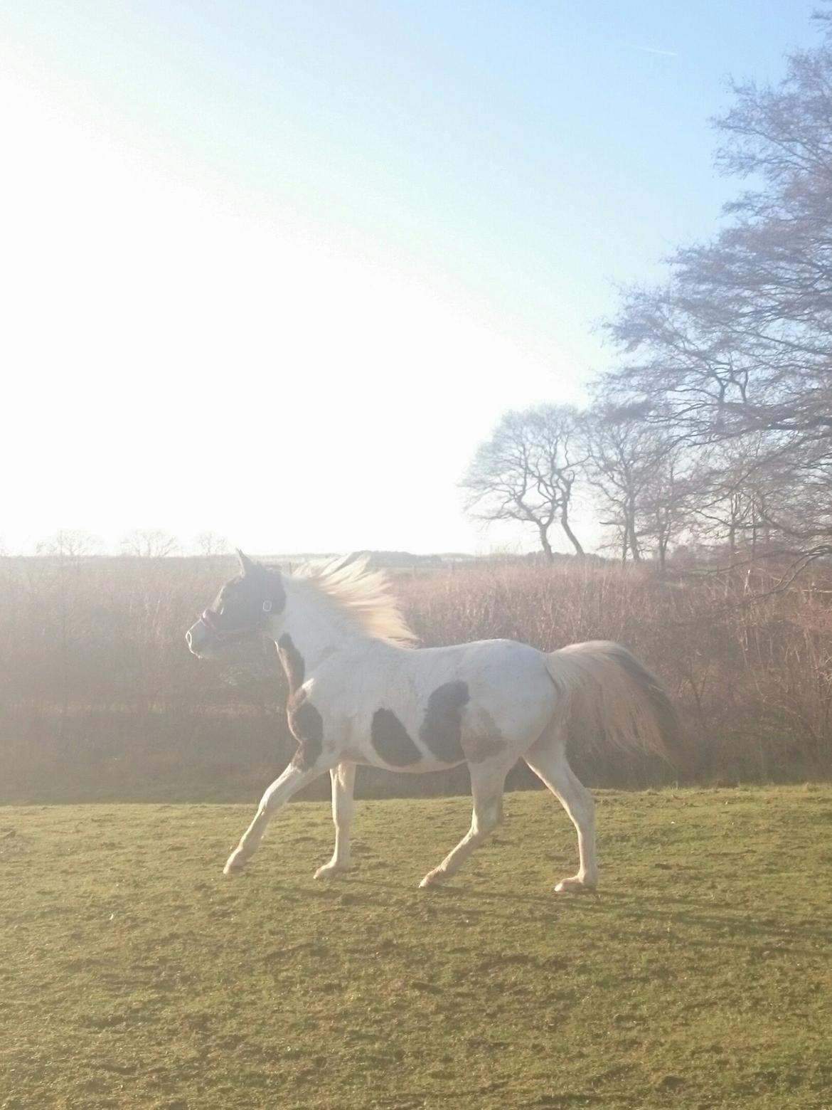 Pinto Araber JH Allonzy *Solgt* R.I.P. 18-01-2017 billede 2