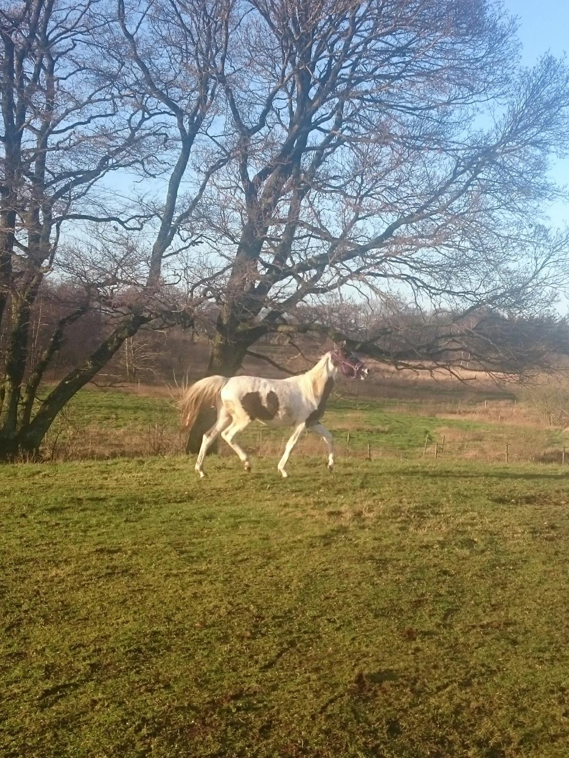 Pinto Araber JH Allonzy *Solgt* R.I.P. 18-01-2017 billede 42