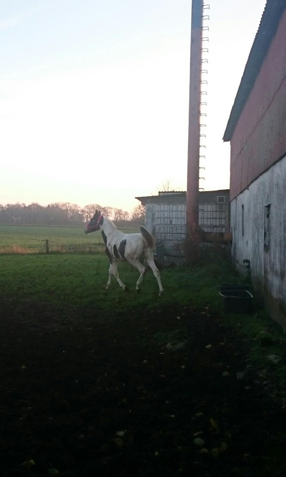 Pinto Araber JH Allonzy *Solgt* R.I.P. 18-01-2017 billede 44