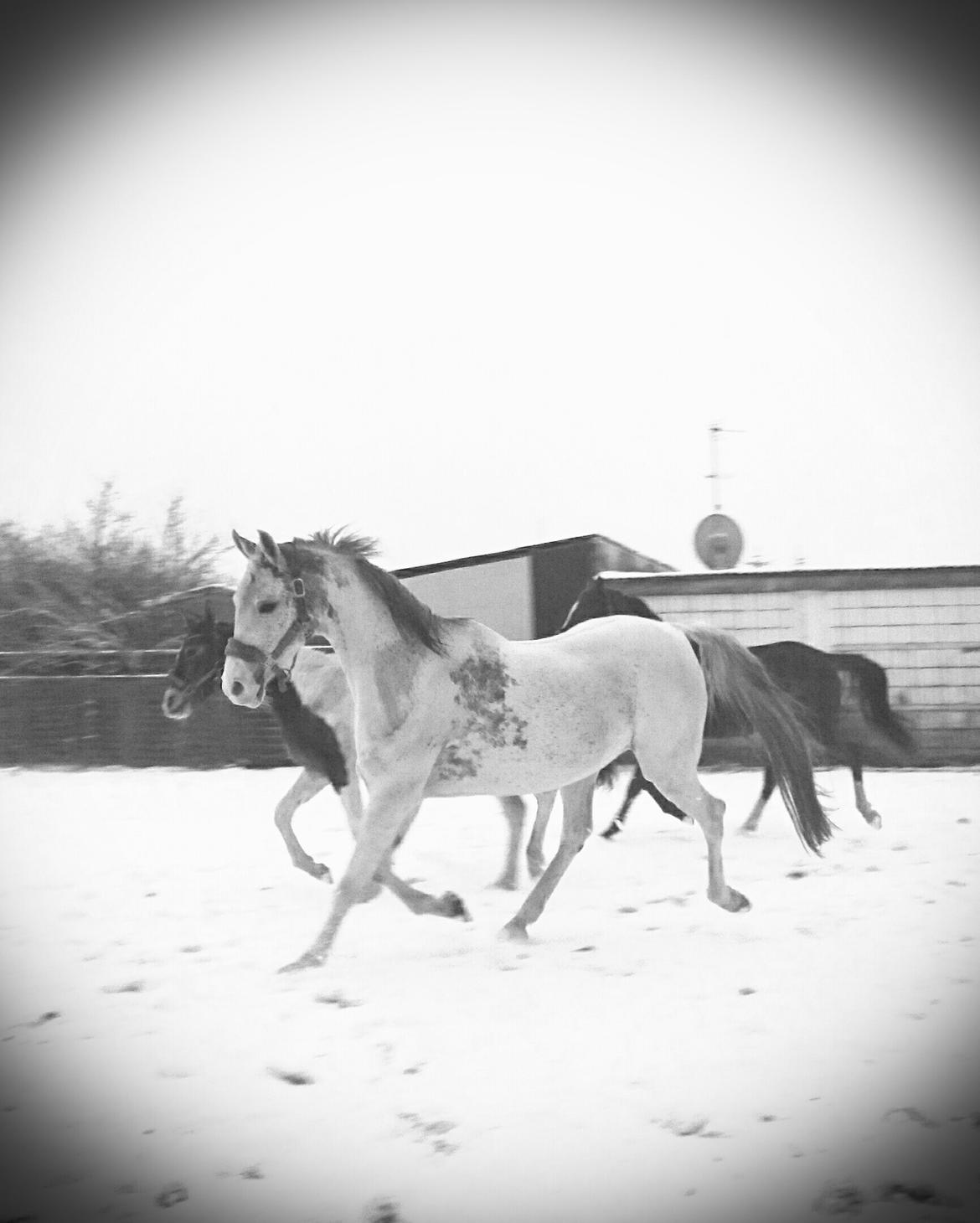 Arabisk fuldblod (OX) Wahinni ox *R.I.P. 19-08-15* billede 2