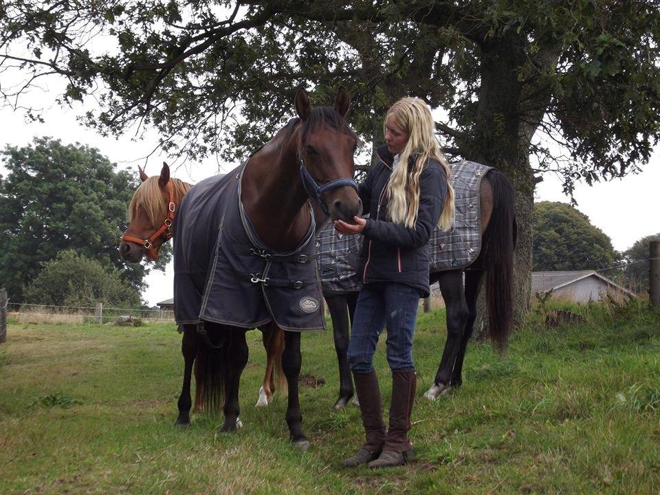 Shagya Araber (SH) Bahebec Takhises *Basse* - *SOLGT* billede 1