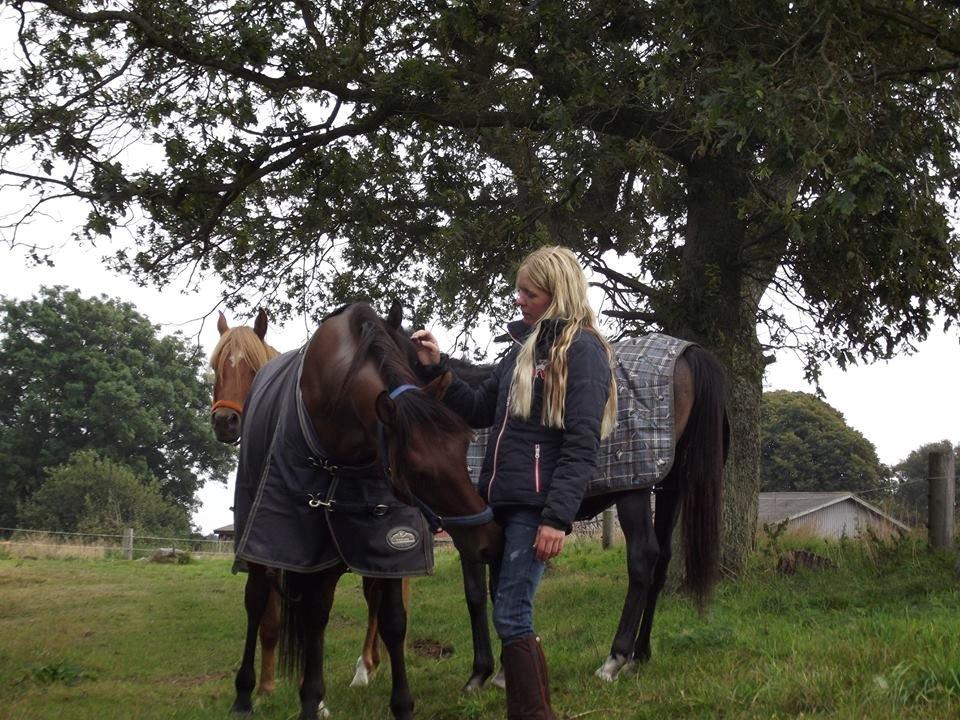 Shagya Araber (SH) Bahebec Takhises *Basse* - *SOLGT* billede 24