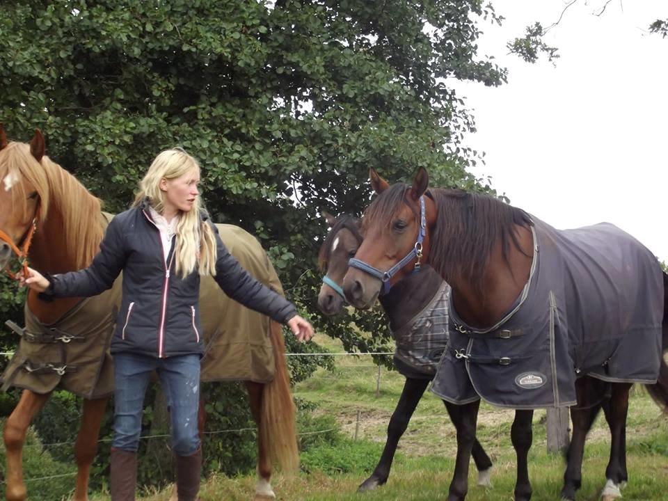 Shagya Araber (SH) Bahebec Takhises *Basse* - *SOLGT* billede 25