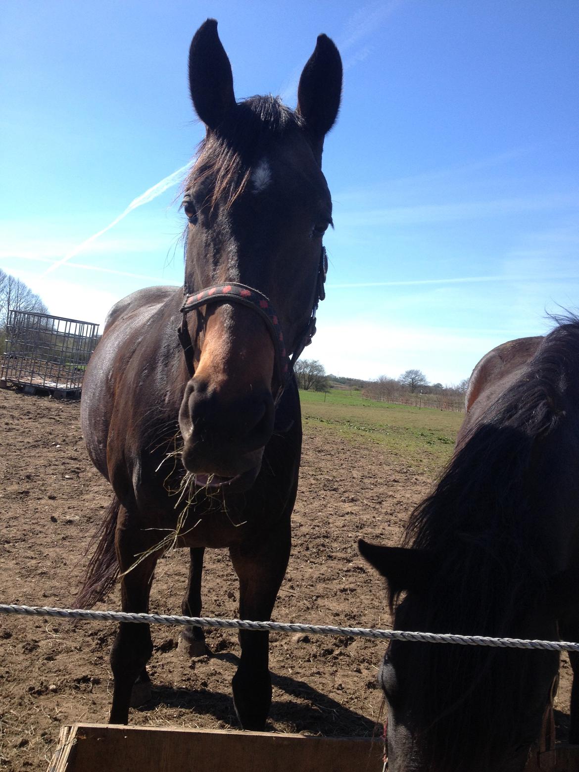 Holstener Lexandra D. - Forårsbillede af min prinsesse <3 D. 16/4-14 billede 3