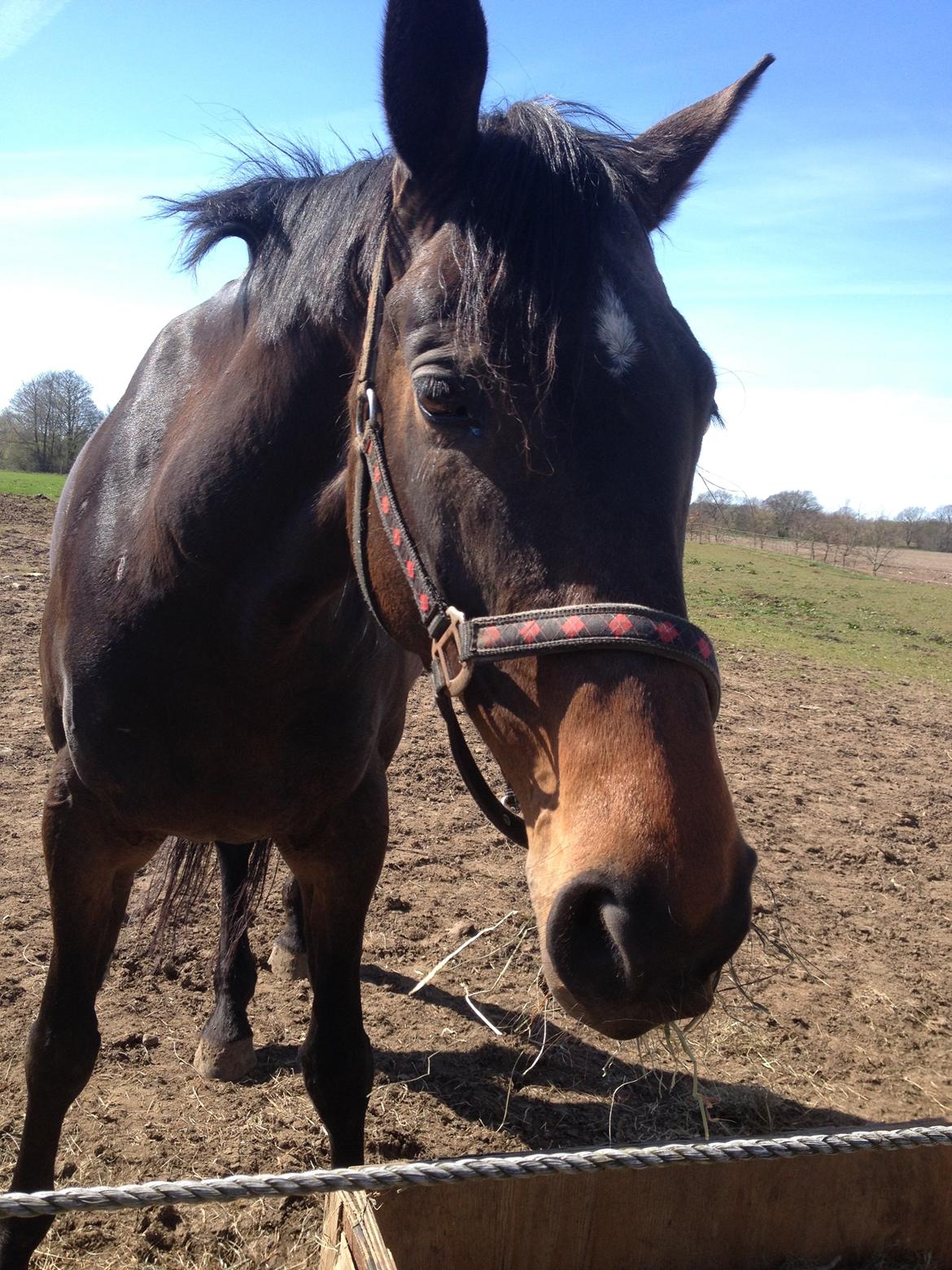 Holstener Lexandra D. - D. 16/4-14 billede 4