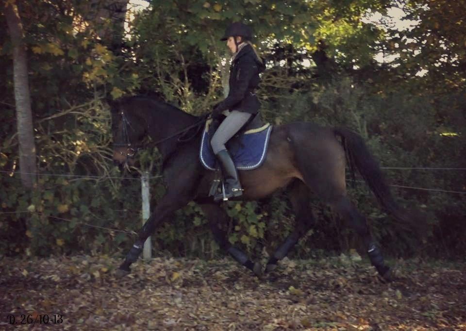Holstener Lexandra D. - Den første gang jeg var ude og prøve at ride min lille prinsesse d. 18/10-13 <3  billede 1
