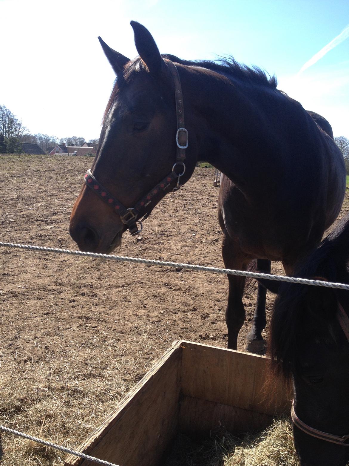 Holstener Lexandra D. - D. 16/4-14 billede 5