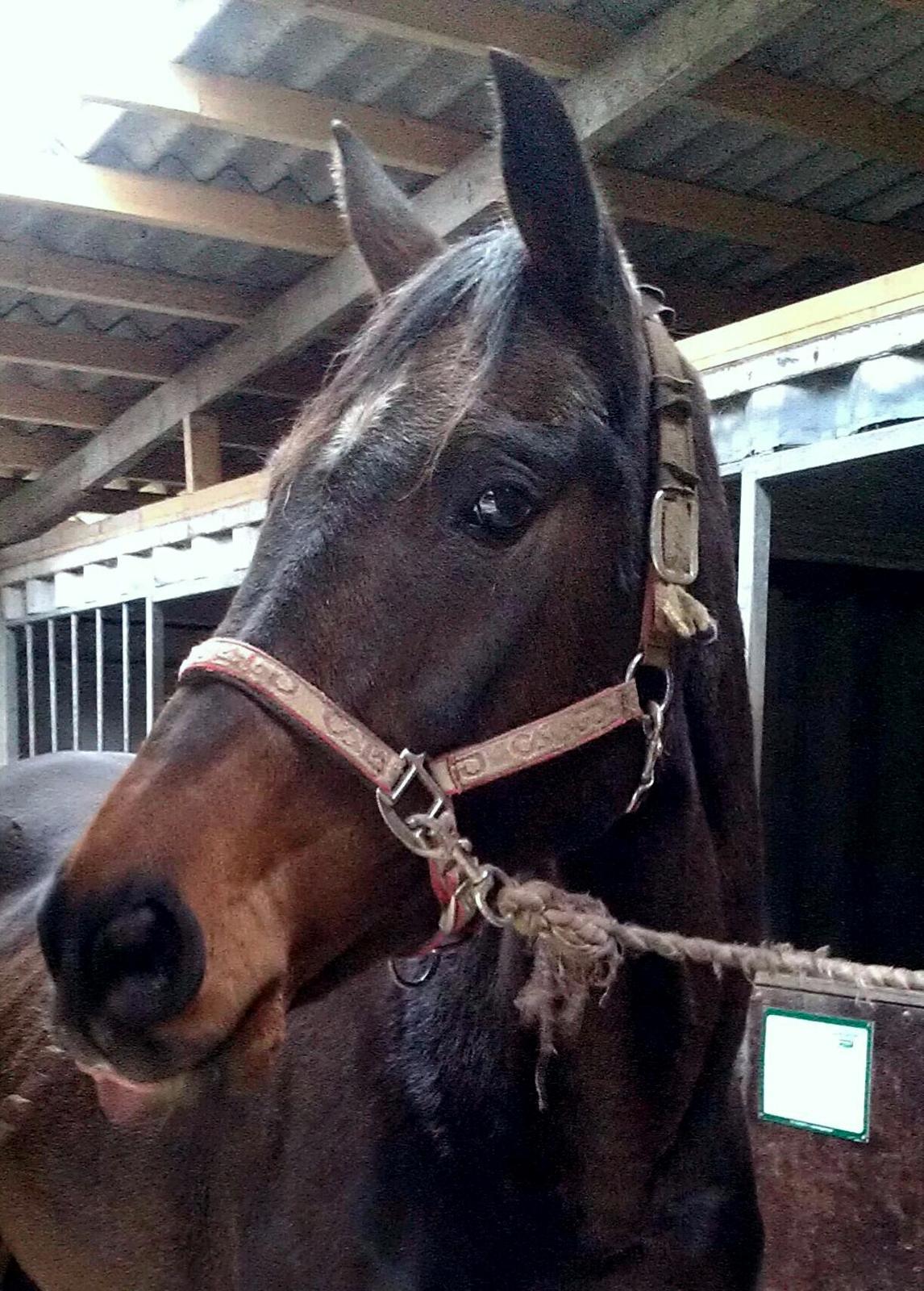 Holstener Lexandra D. - Dagen efter, jeg havde fået hende hjem <3 D. 27/10-13 billede 2