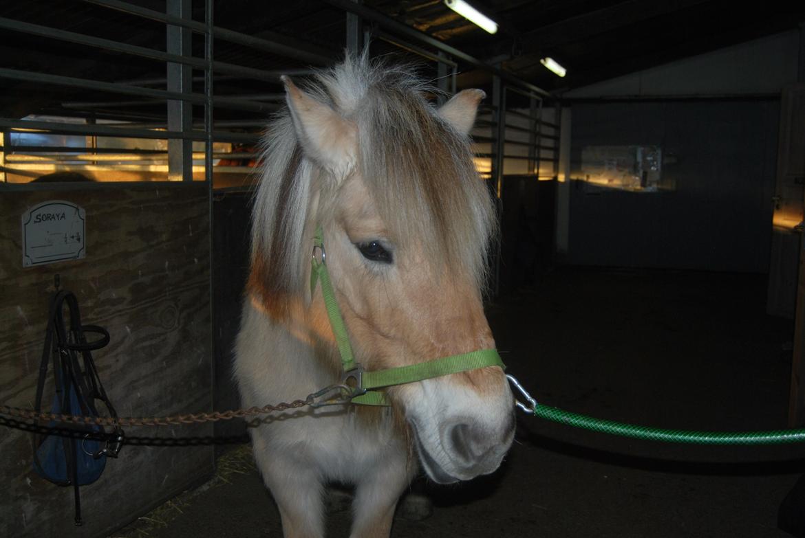Fjordhest Shadow - Lige før træning :-D billede 7