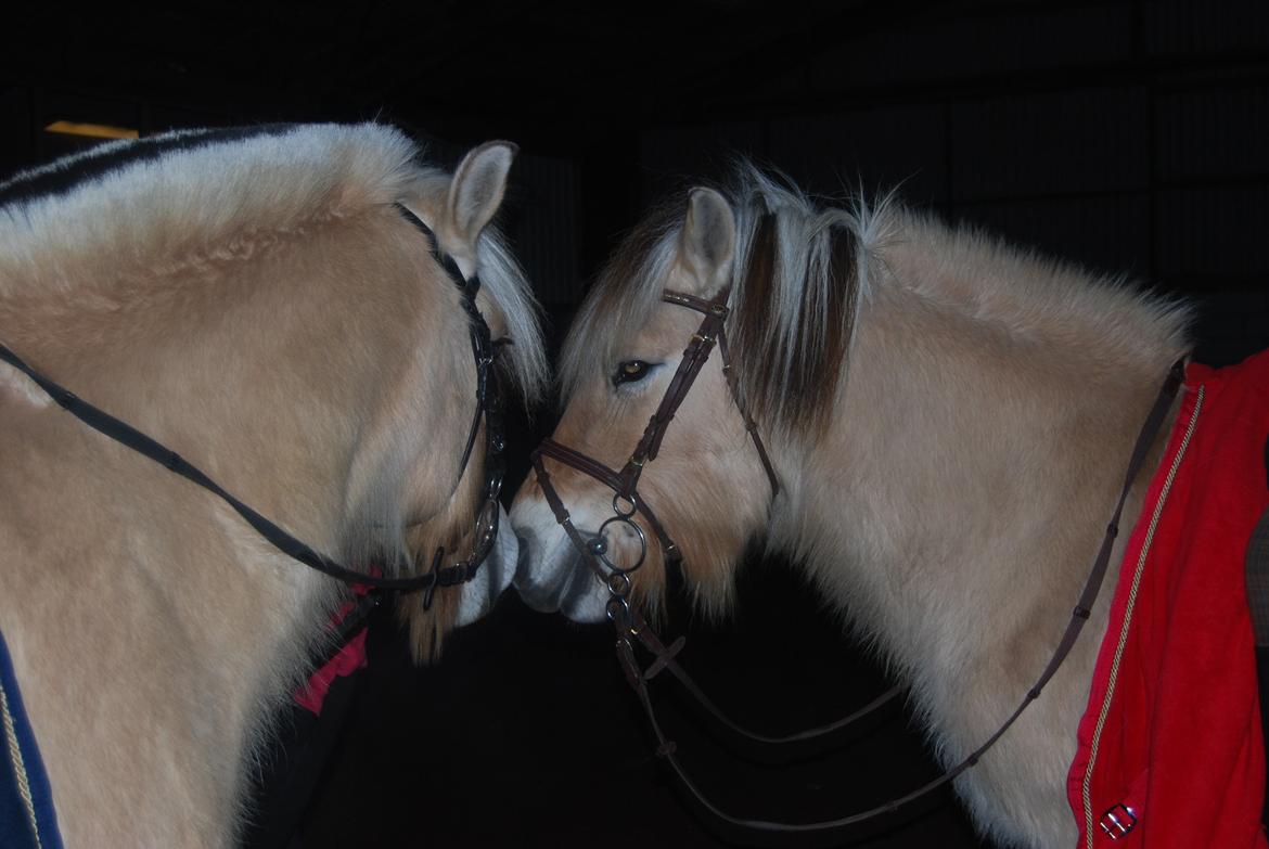 Fjordhest Shadow - De skønne tøsser nusser <3 billede 17