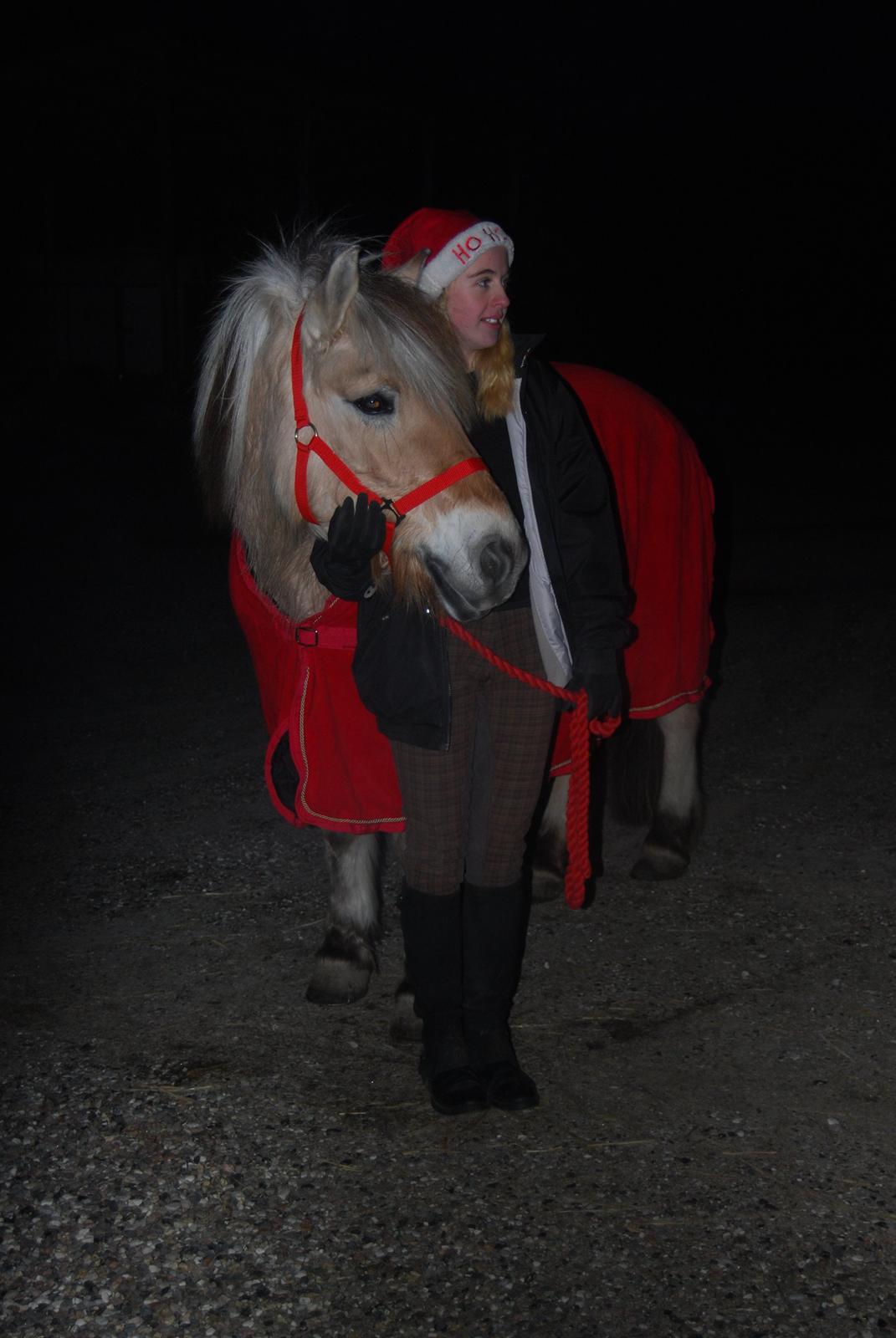Fjordhest Shadow - Julebillede <3 billede 13