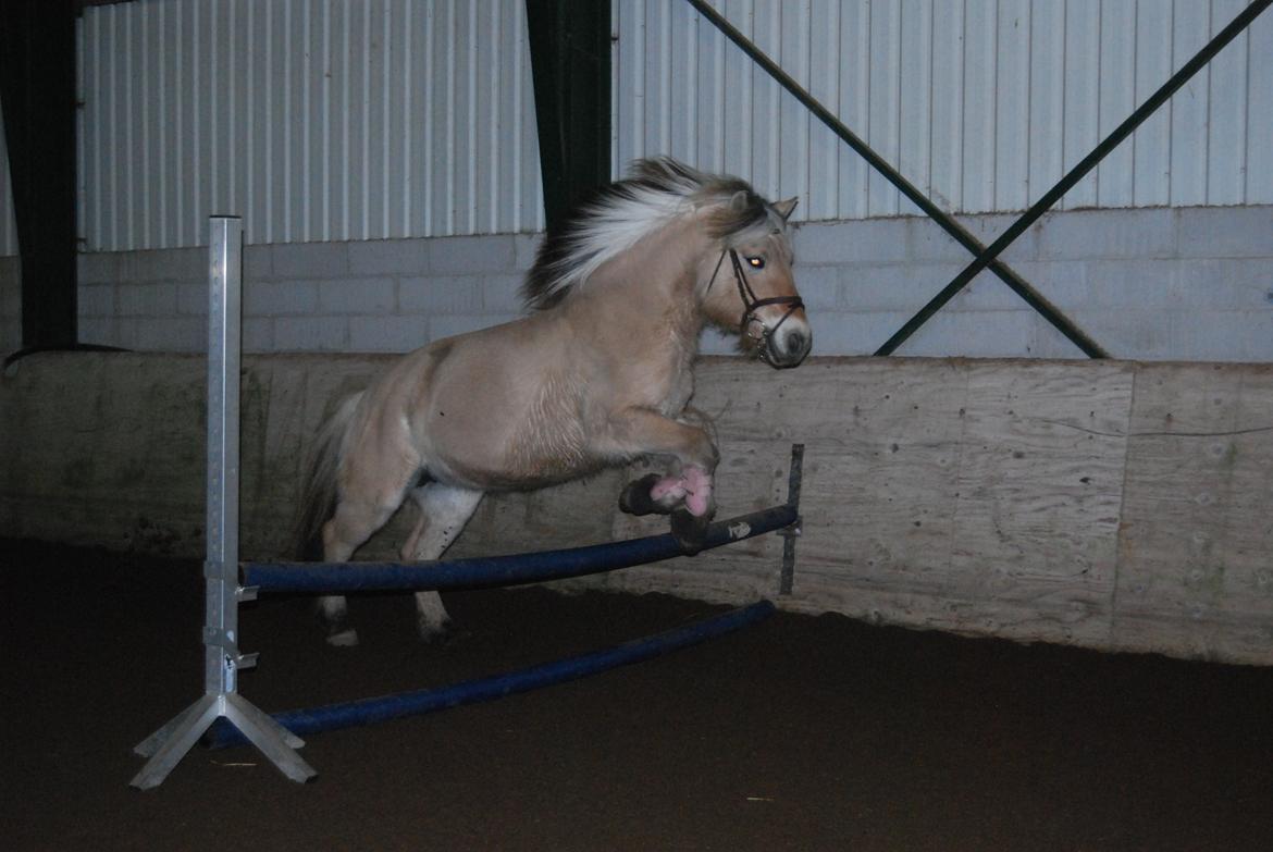 Fjordhest Shadow - Løsspring :-P billede 16