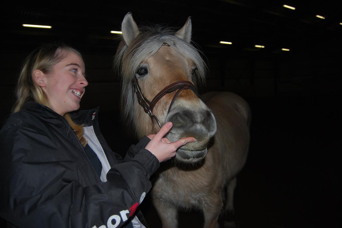 Fjordhest Shadow - Vi kan ikke være lige kønne hver gang xD billede 15