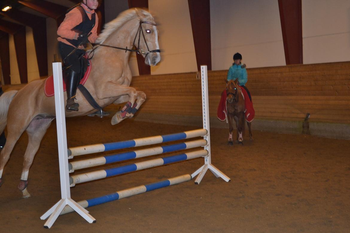 Anden særlig race GOLDEN DANCER (Lille Mus) billede 5