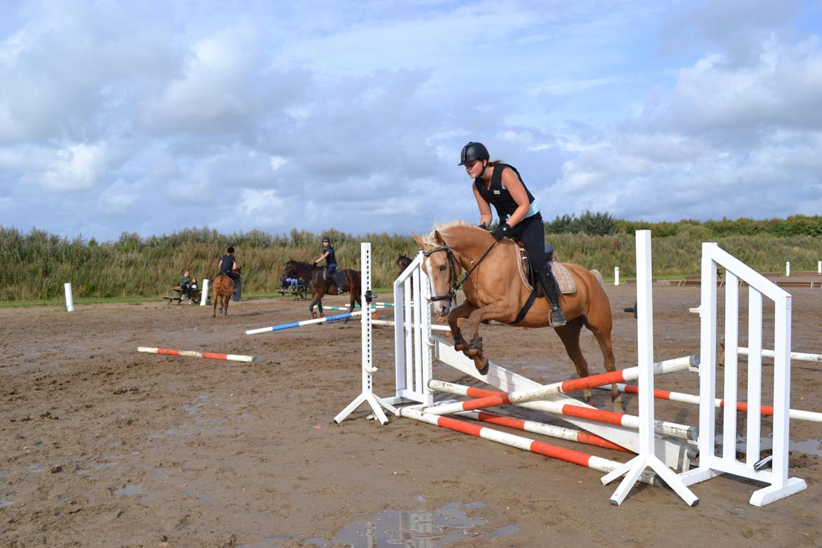 Anden særlig race GOLDEN DANCER (Lille Mus) billede 8
